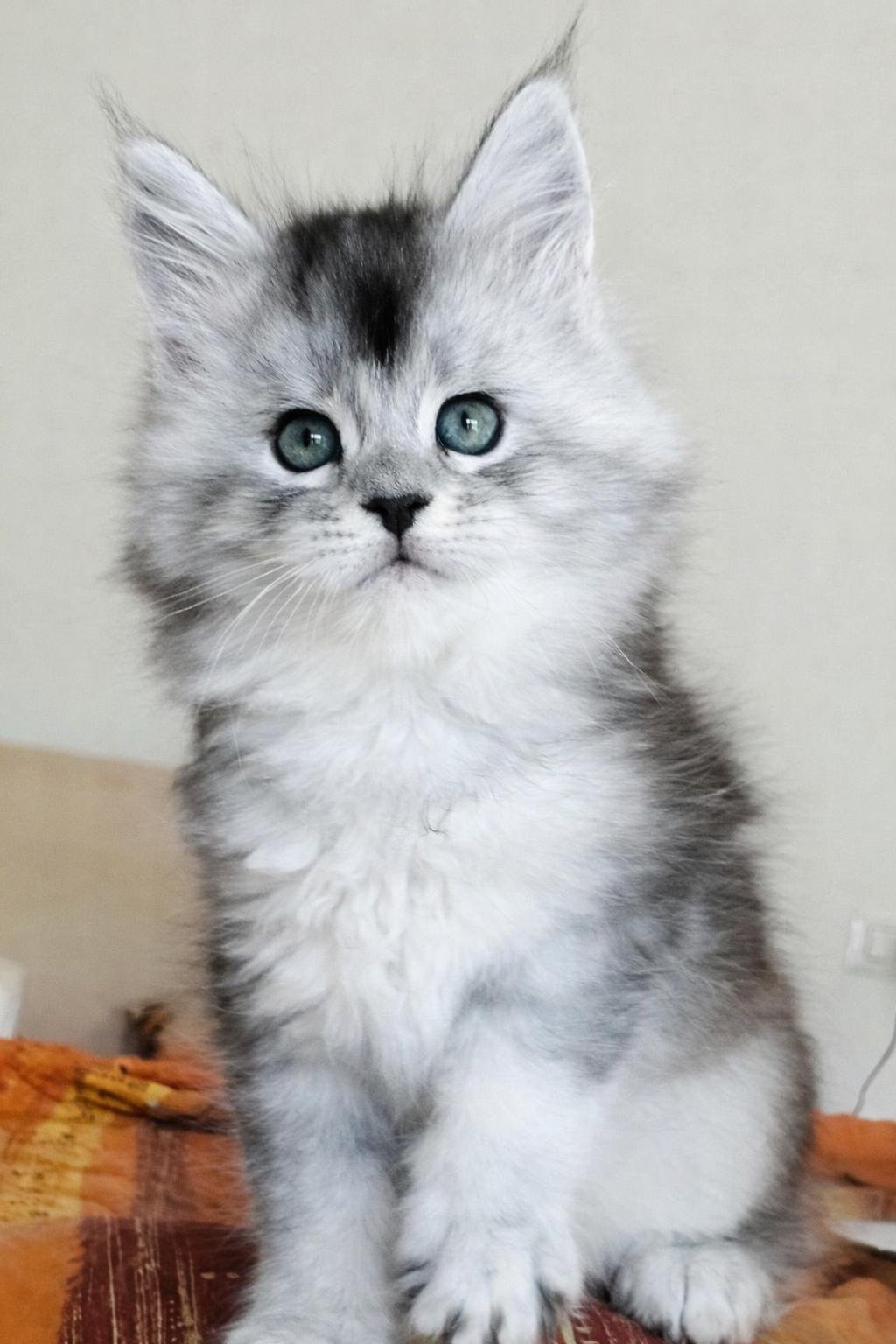 nati il 28 gennaio 2026