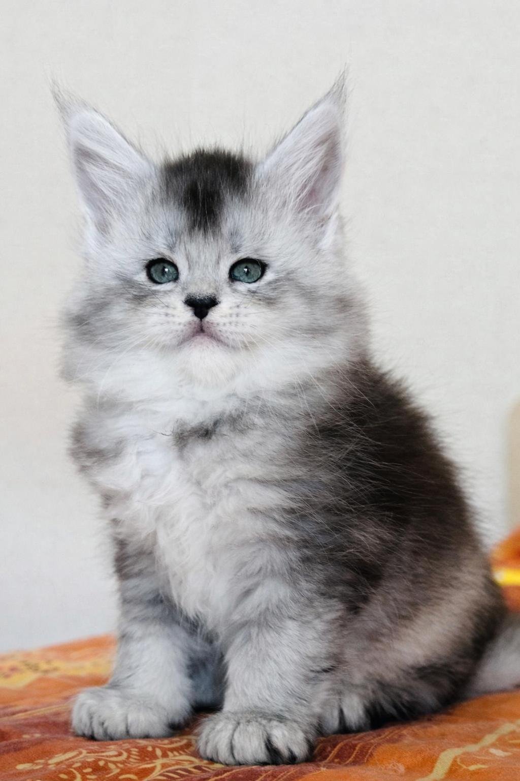 nati il 28 gennaio 2026