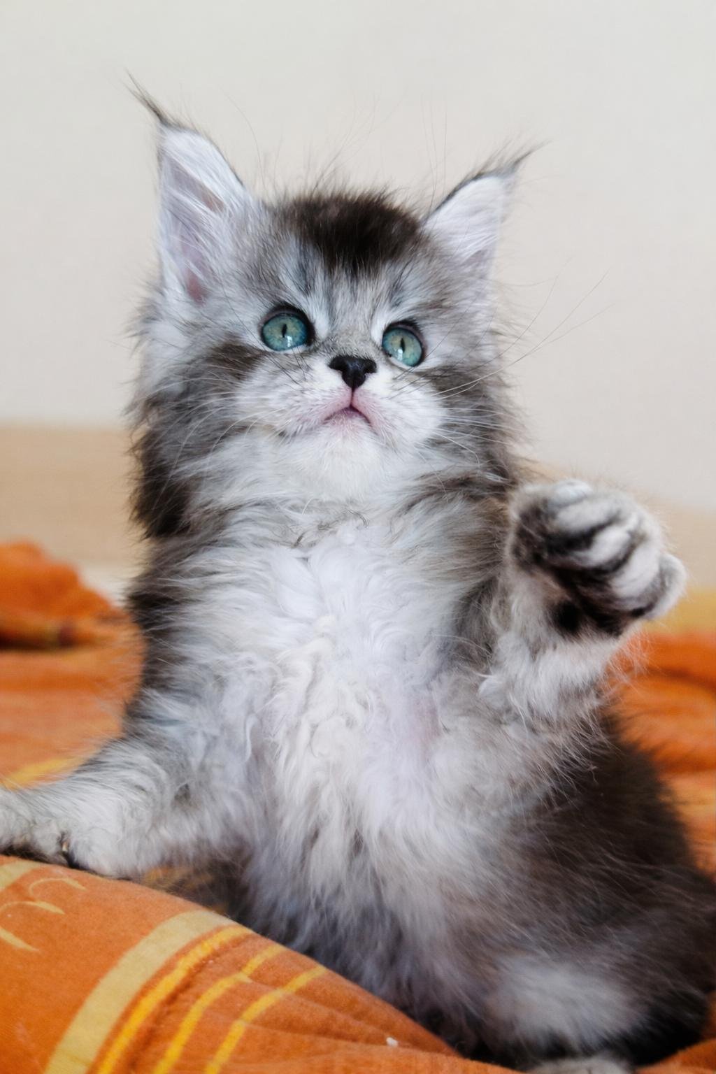 nati il 28 gennaio 2026