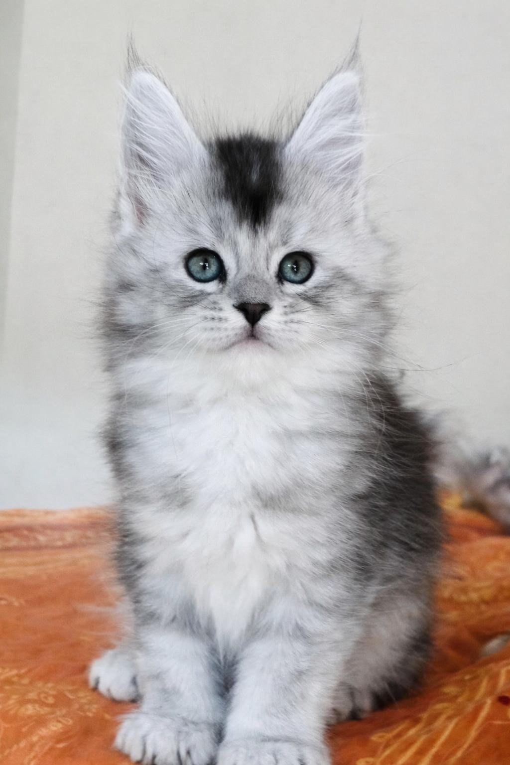 nati il 28 gennaio 2026