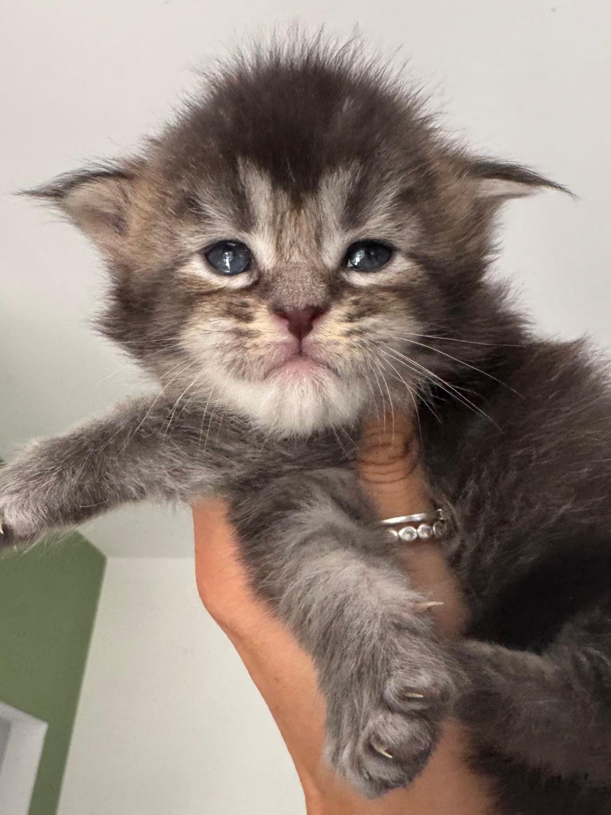 nati il 26 luglio 2026