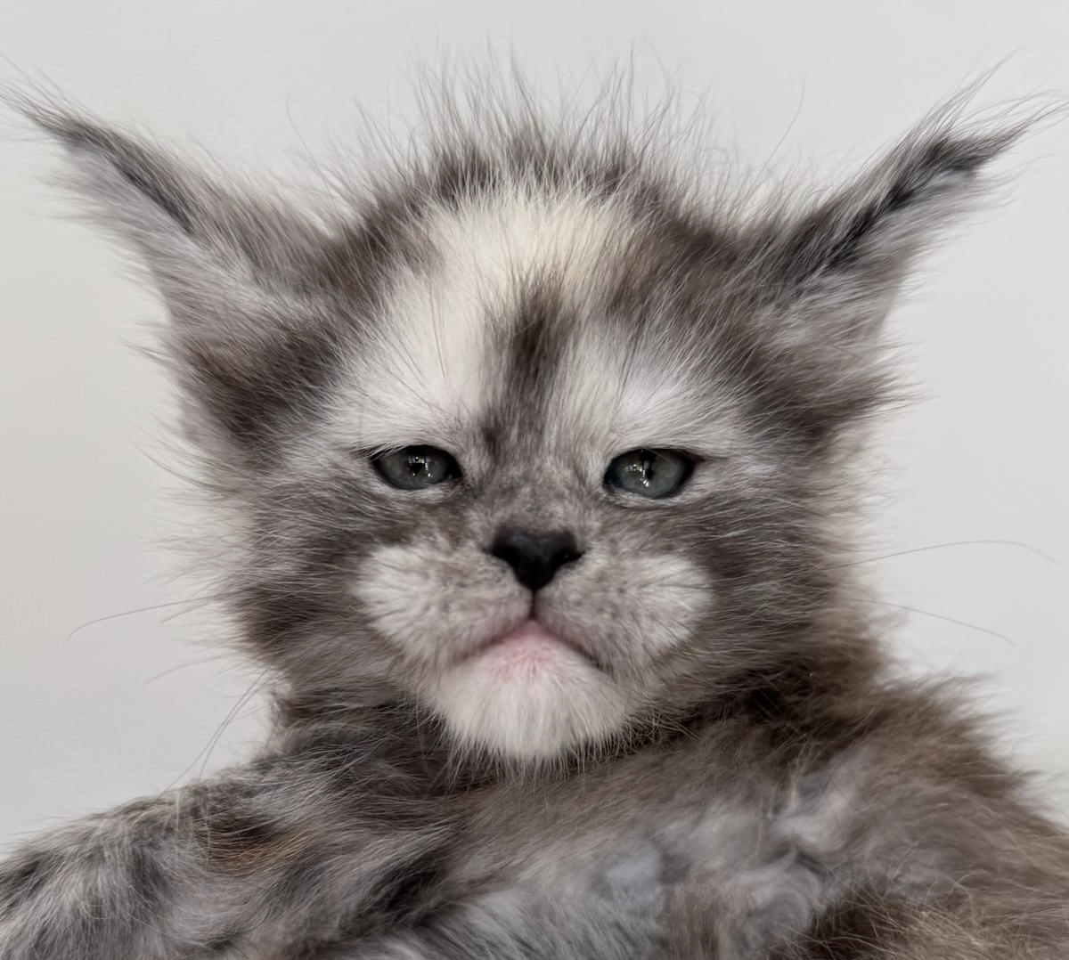 cuccioli Maine Coon,cucciolate Maine Coon,Maine Coon disponibili