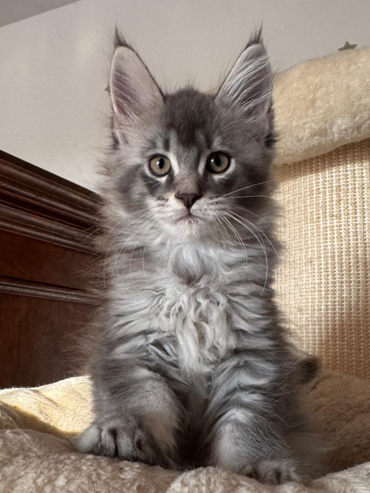 PHOTO-2026-09-26-18-48-30 cuccioli Maine Coon 26 luglio 2026