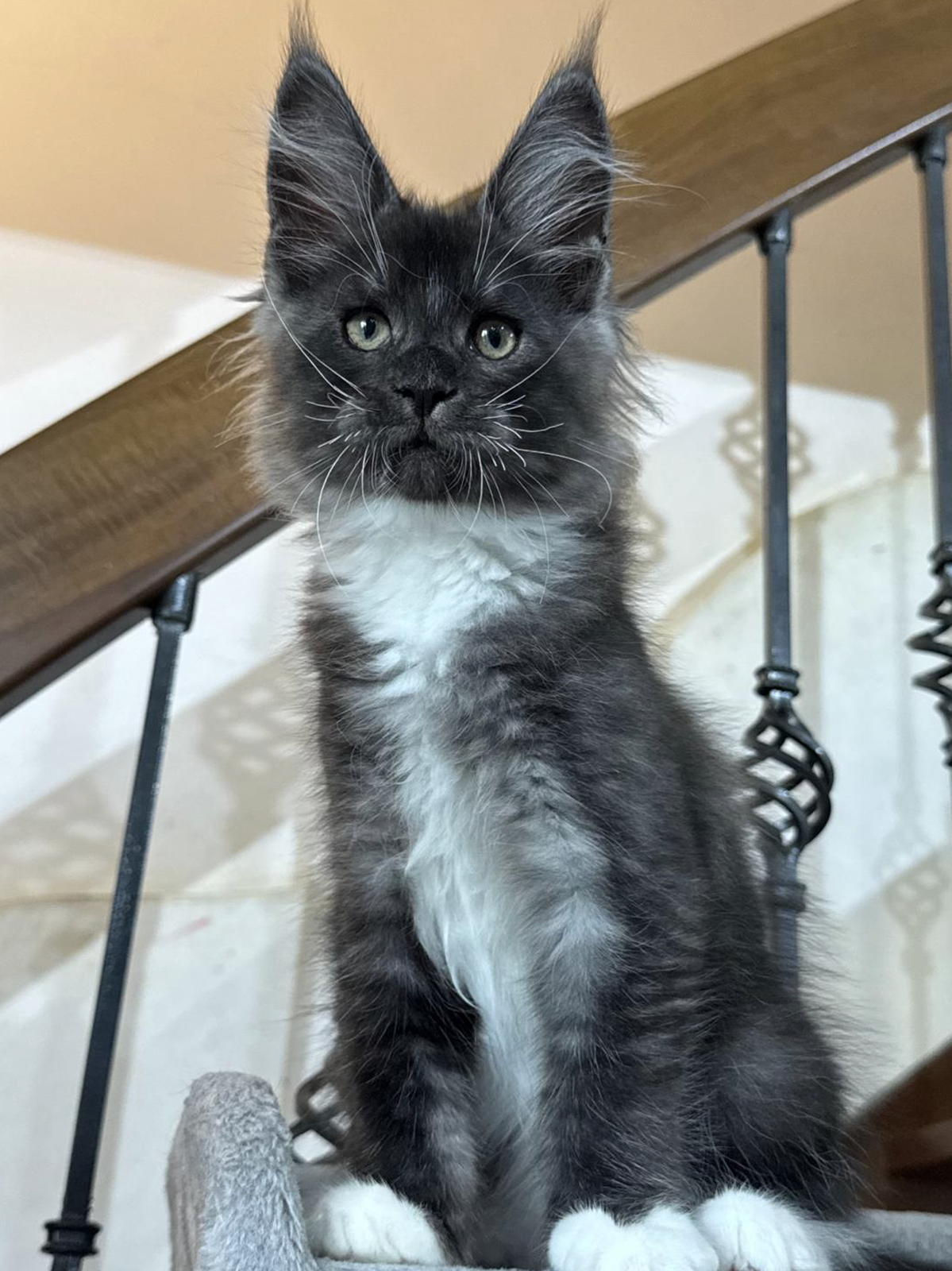 archie cuccioli Maine Coon 4 luglio 2026