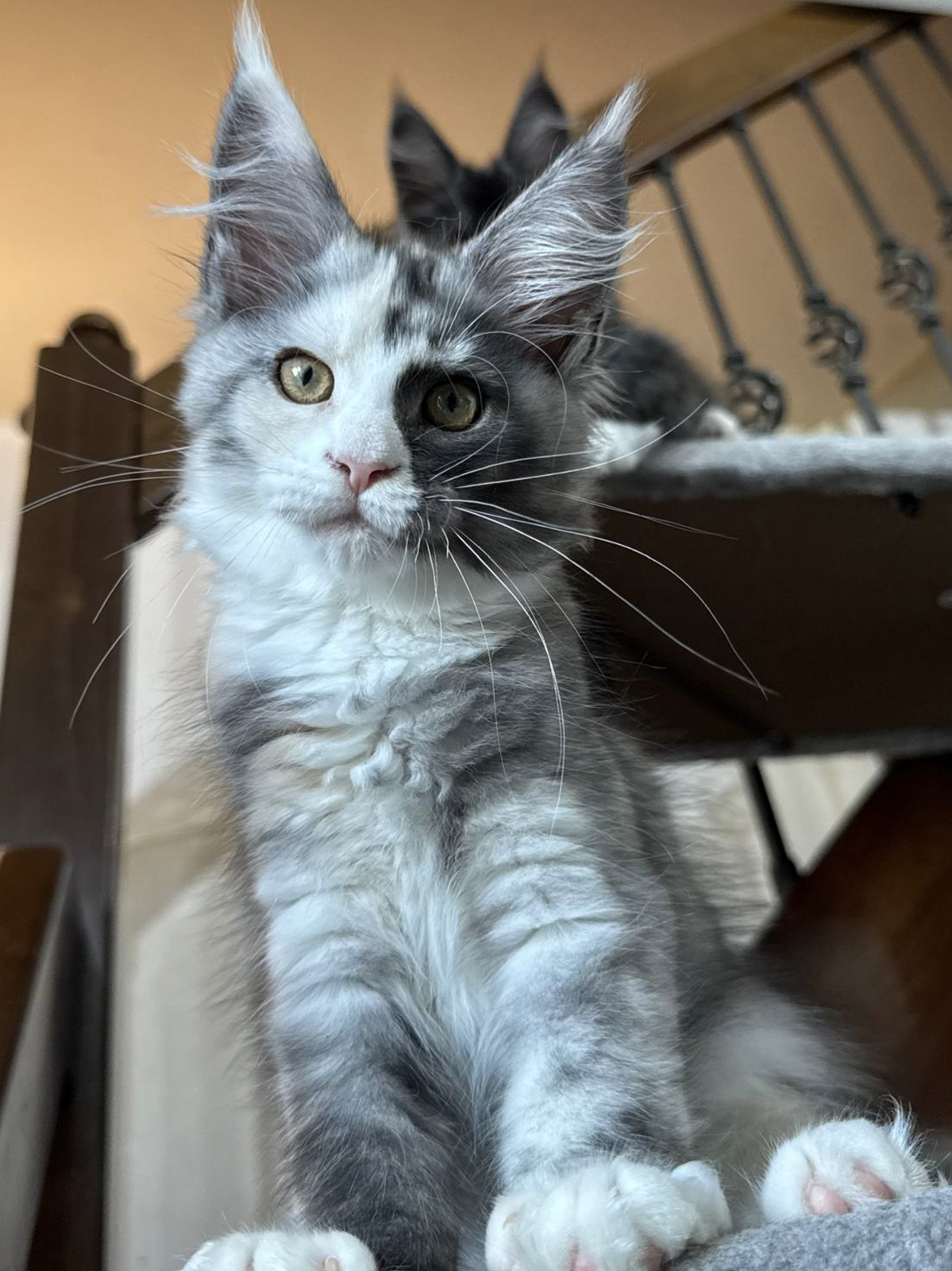 arya cuccioli Maine Coon 4 luglio 2026