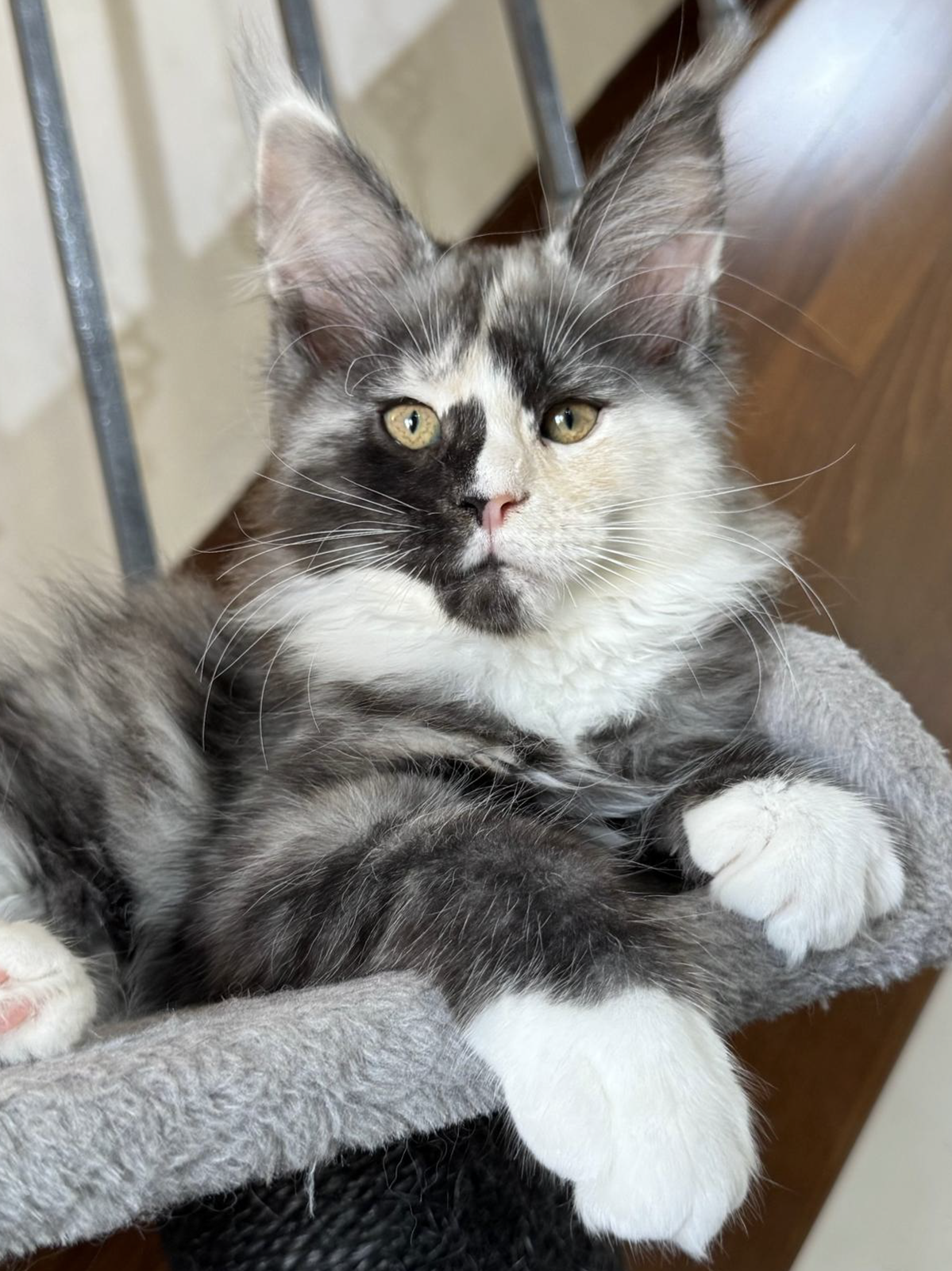 elly cuccioli Maine Coon 4 luglio 2026