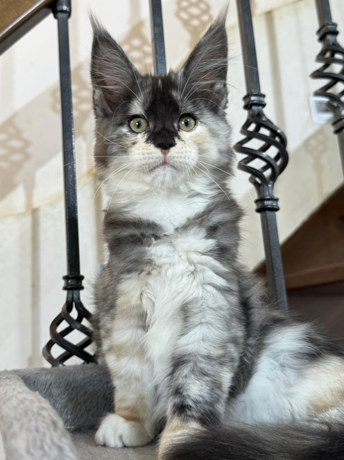 hera cuccioli Maine Coon 4 luglio 2026