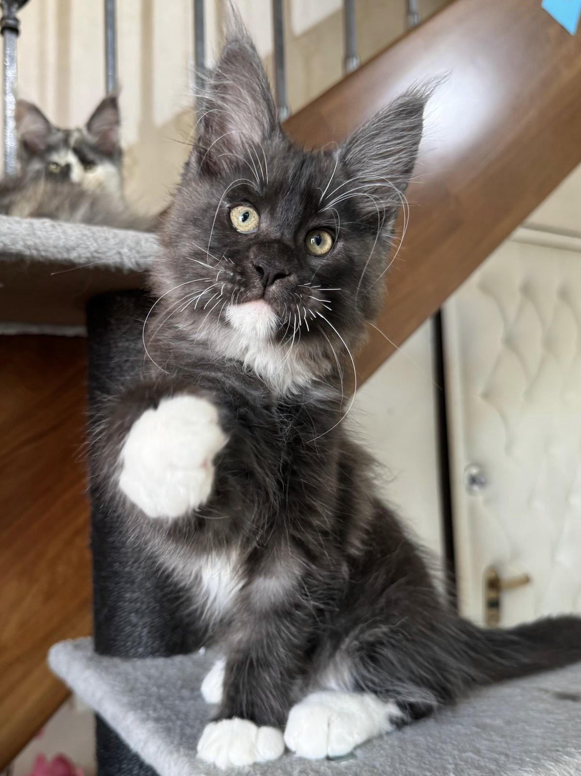 loki cuccioli Maine Coon 4 luglio 2026