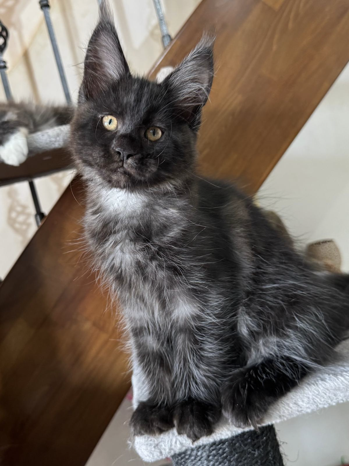 lucifer cuccioli Maine Coon 4 luglio 2026