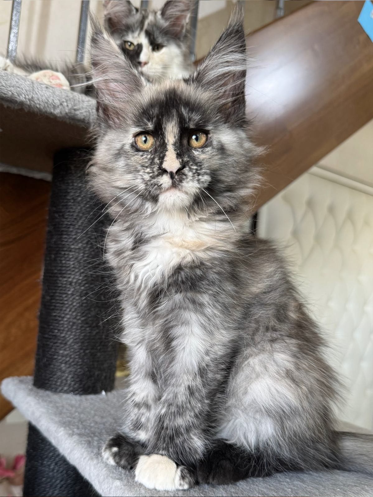 sarabi cuccioli Maine Coon 4 luglio 2026