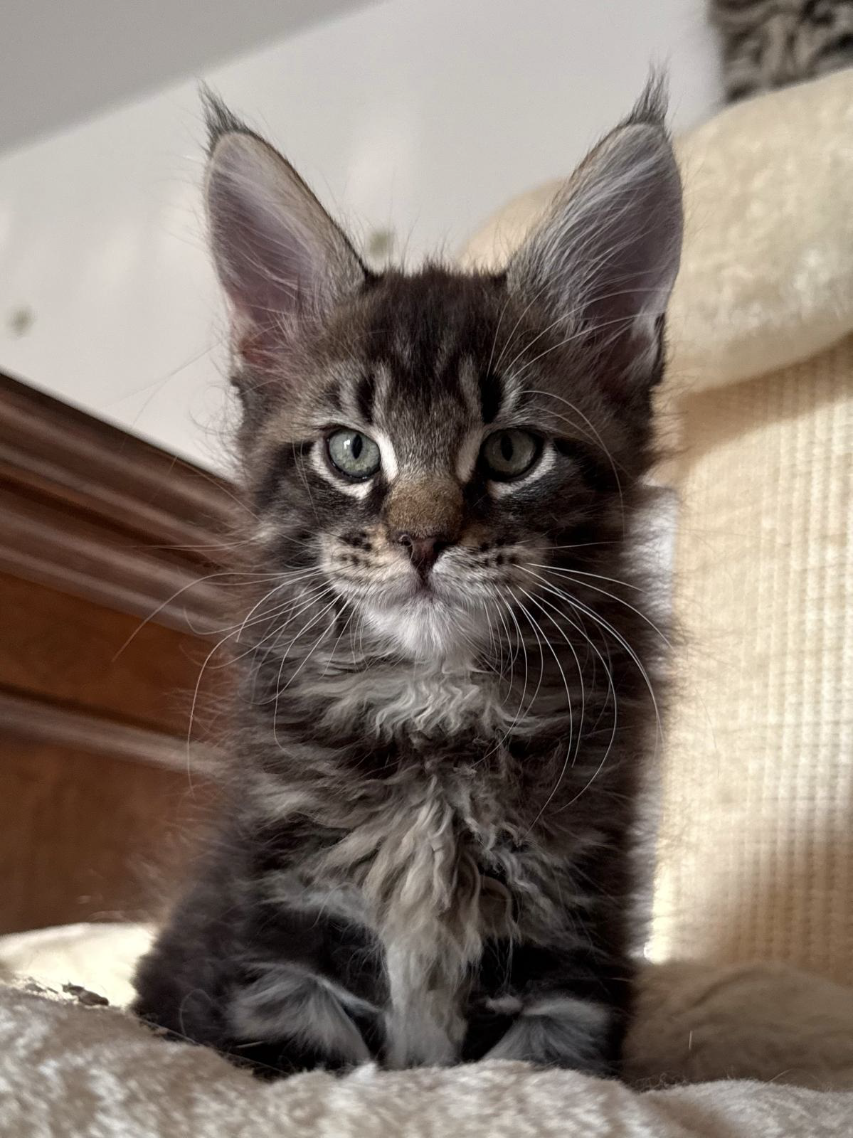 wafer cuccioli Maine Coon 26 luglio 2026