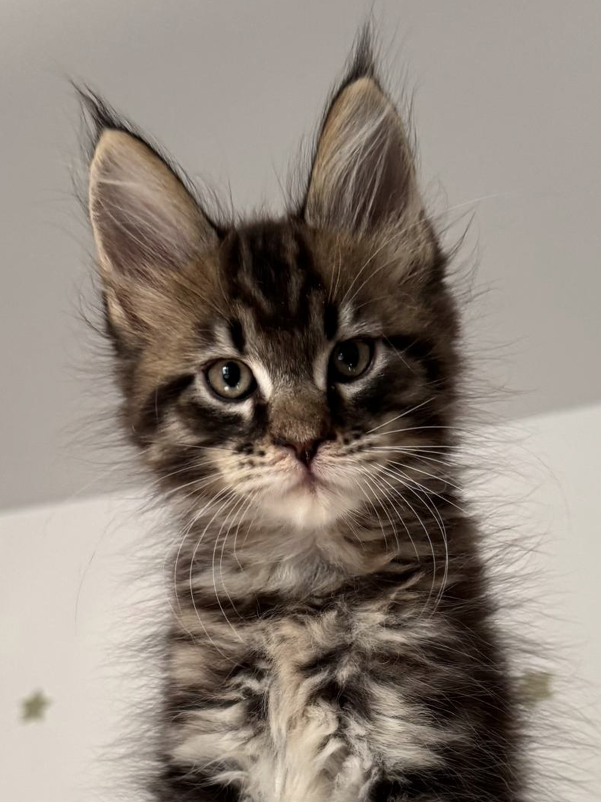 wesley cuccioli Maine Coon 26 luglio 2026