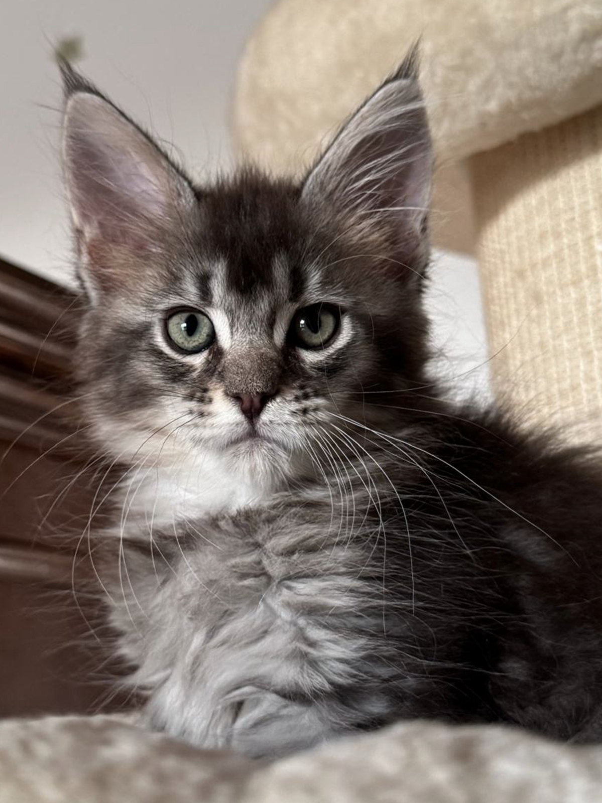 whitney cuccioli Maine Coon 26 luglio 2026