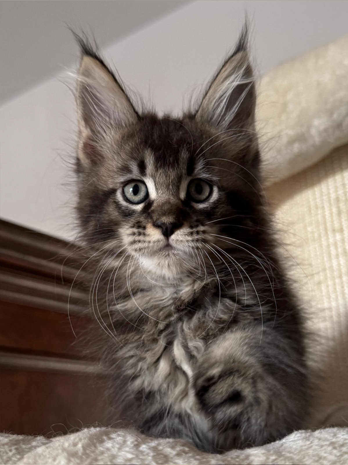 wolverine cuccioli Maine Coon 26 luglio 2026