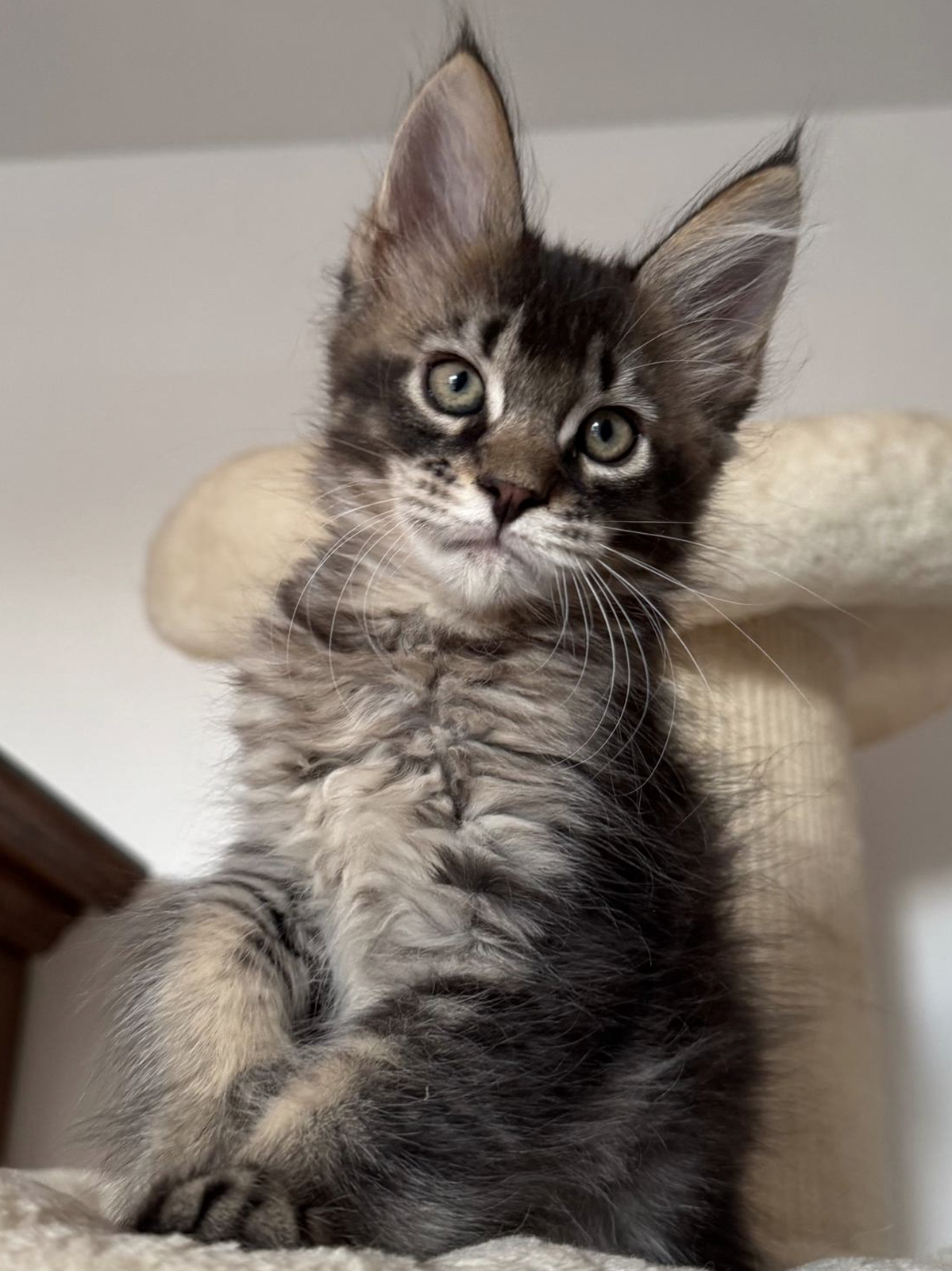 woody cuccioli Maine Coon 26 luglio 2026