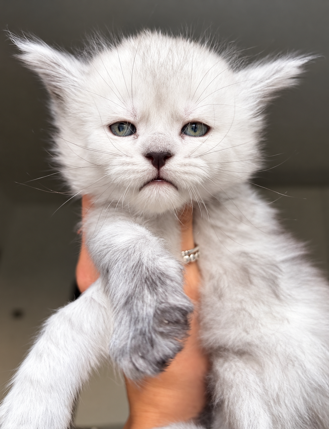 cuccioli Maine Coon 13 settembre 2026