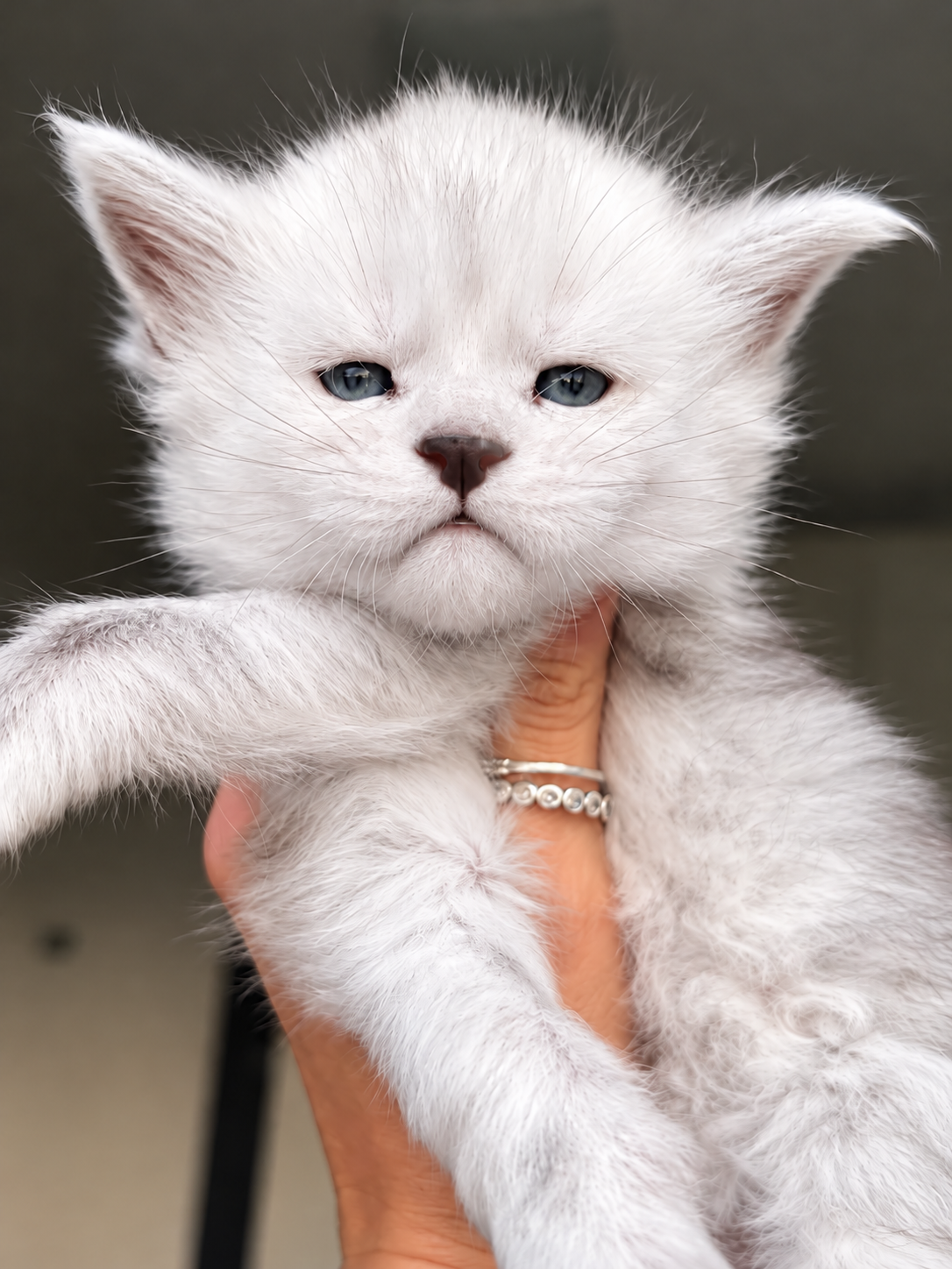 cuccioli Maine Coon 13 settembre 2026