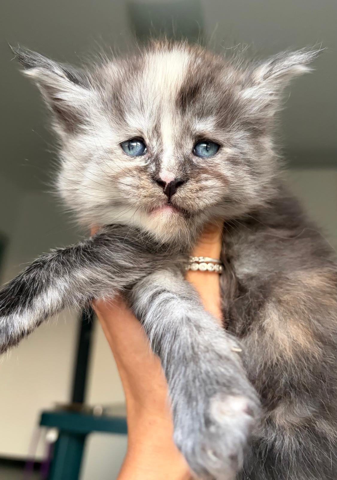 cuccioli Maine Coon 13 settembre 2026