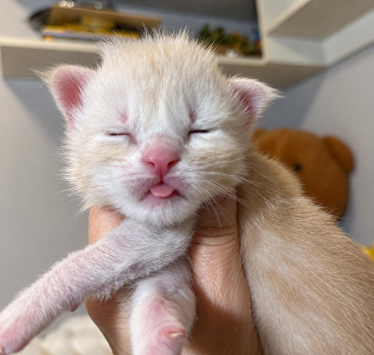 Cuccioli Maine Coon 13 ottobre 2026