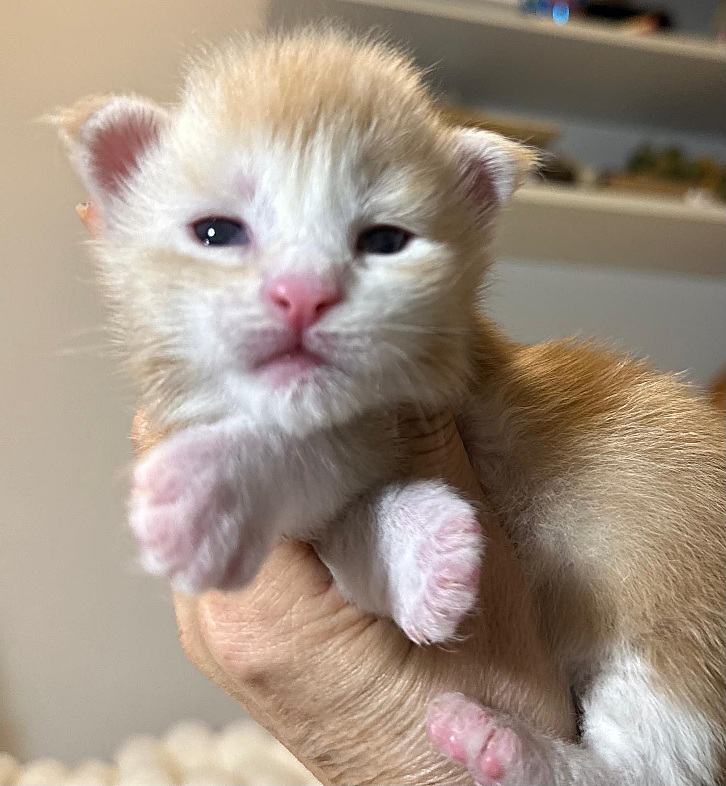 Cuccioli Maine Coon 13 ottobre 2026
