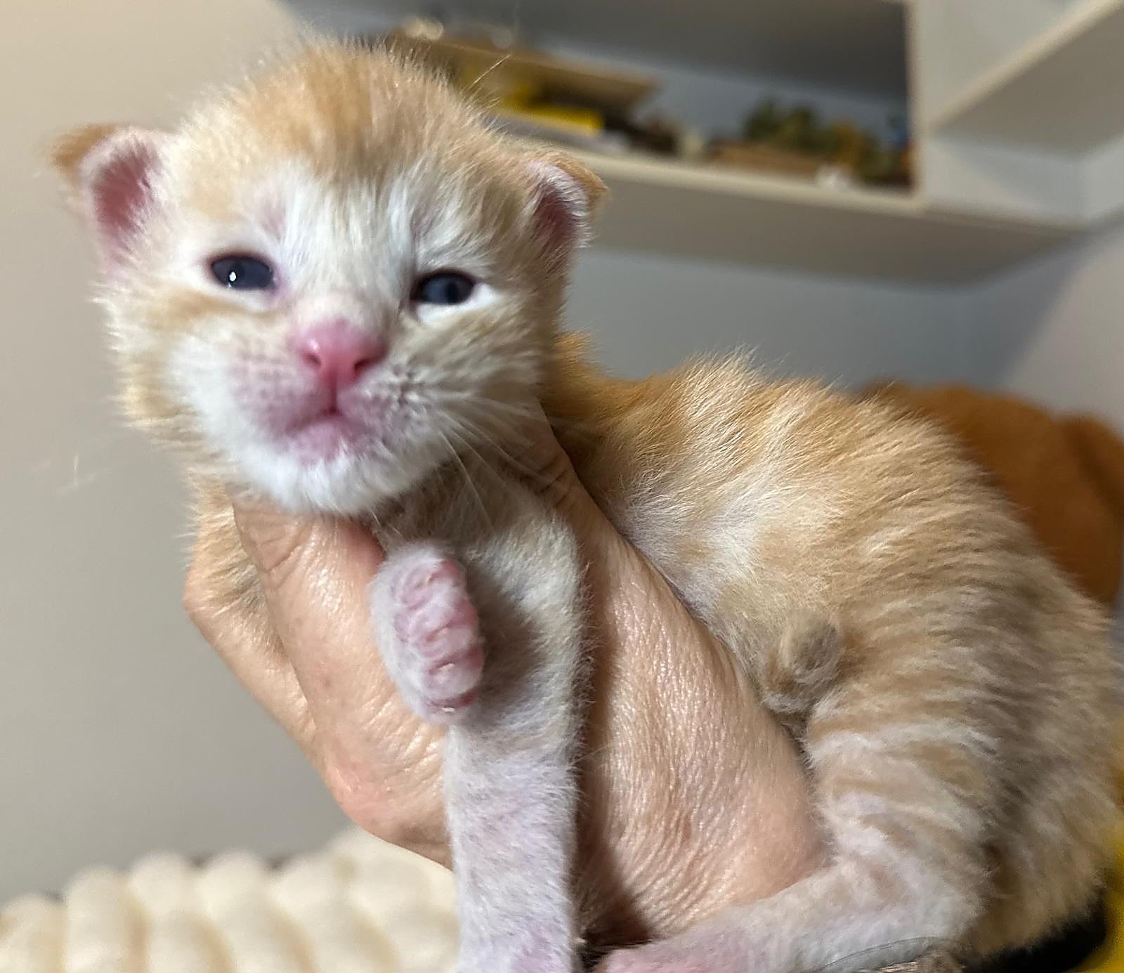 Cuccioli Maine Coon 13 ottobre 2026