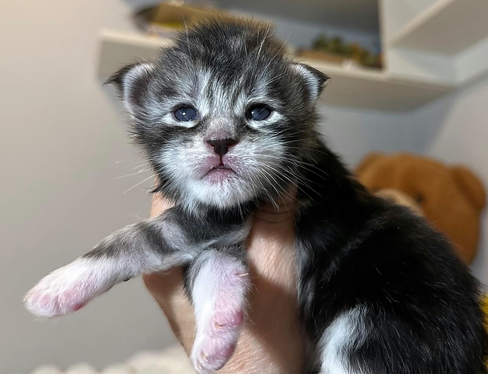Cuccioli Maine Coon 13 ottobre 2026