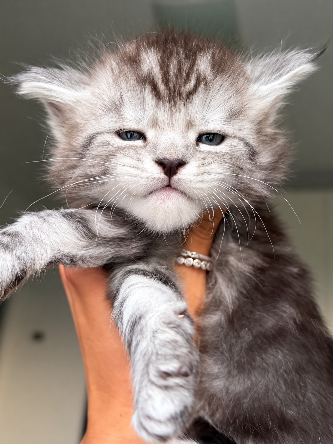 cuccioli Maine Coon 13 settembre 2026