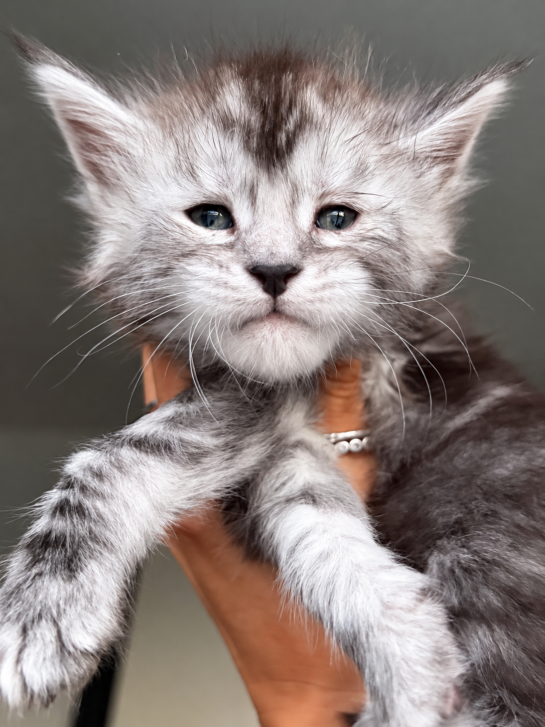 cuccioli Maine Coon 13 settembre 2026