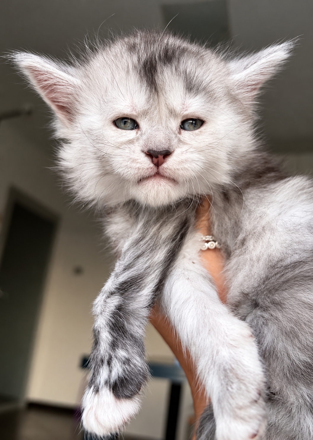 cuccioli Maine Coon 13 settembre 2026