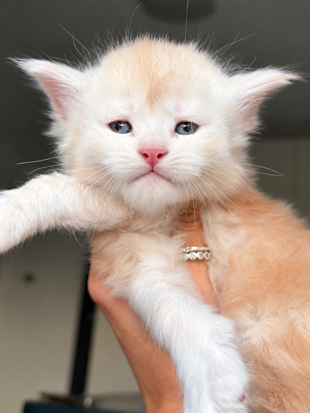 cuccioli Maine Coon 13 settembre 2026